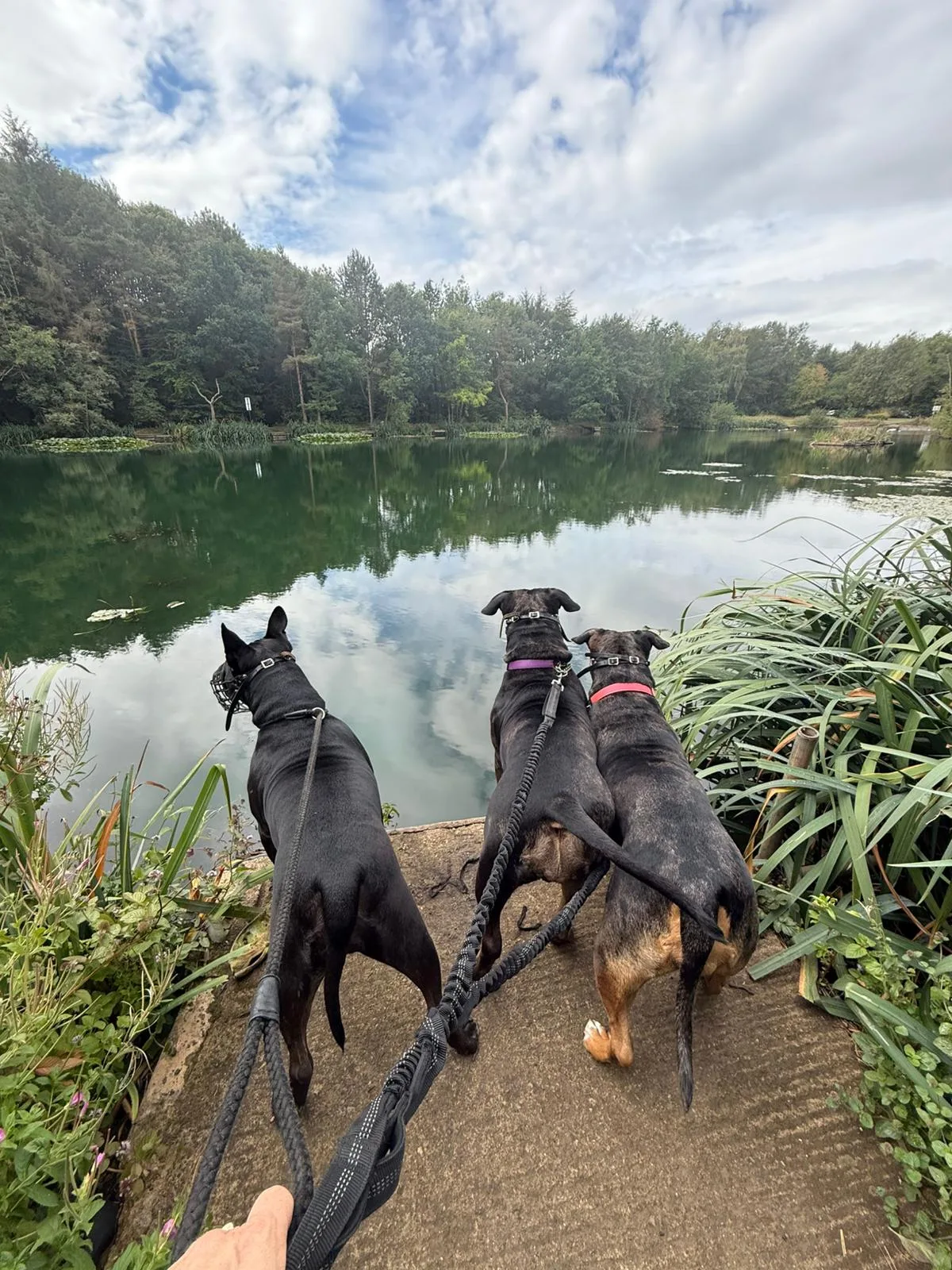 Dog friendly stay 13