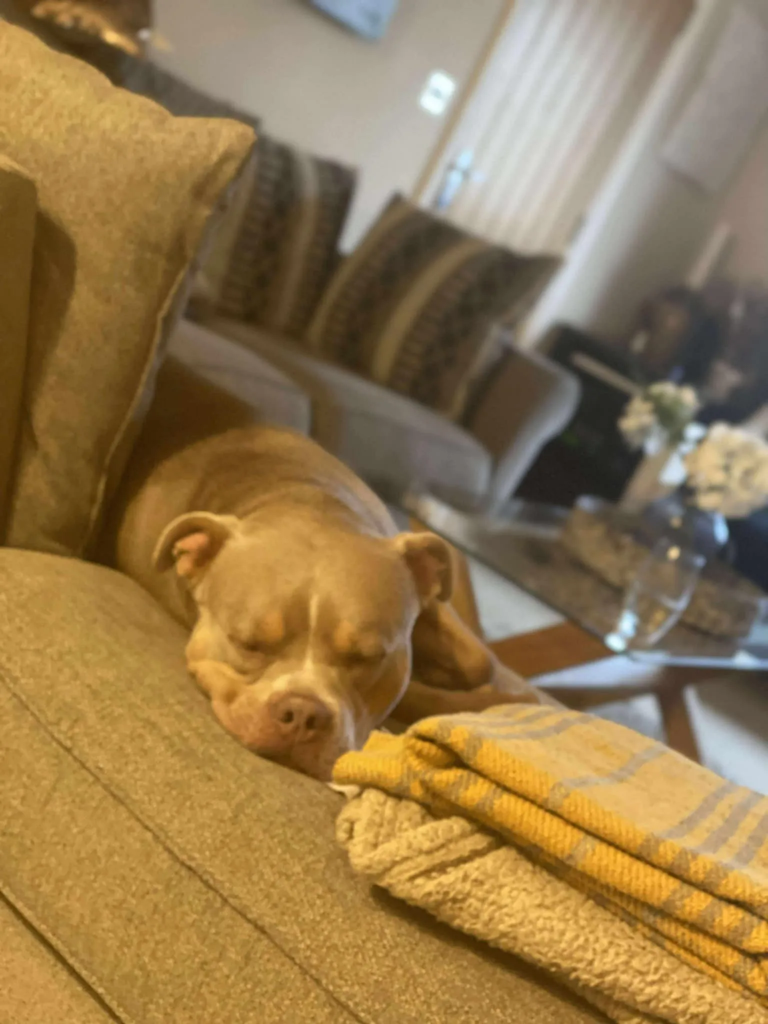 Dog friendly stay 18